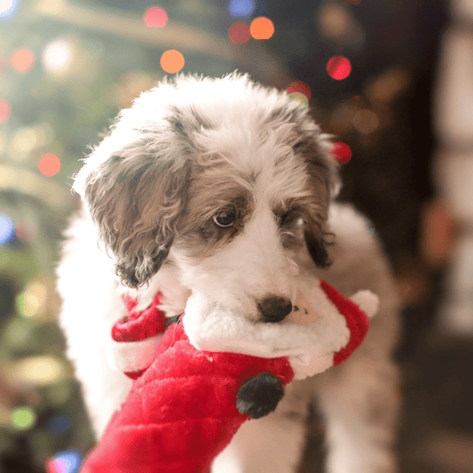 ZippyPaws Holiday Jigglerz Santa Dog Toy