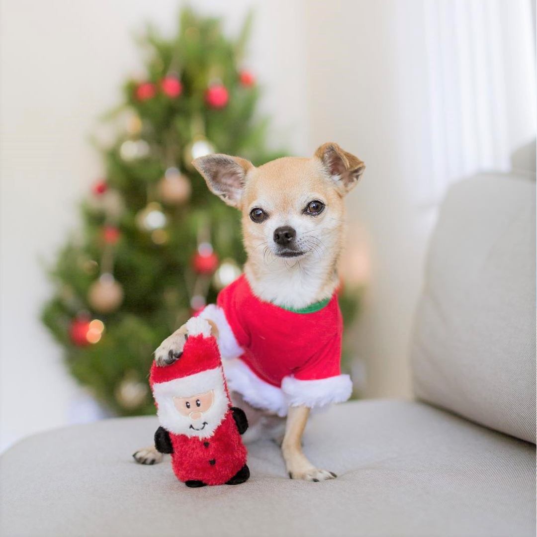 ZippyPaws Holiday Squeakie Buddies Dog Toy