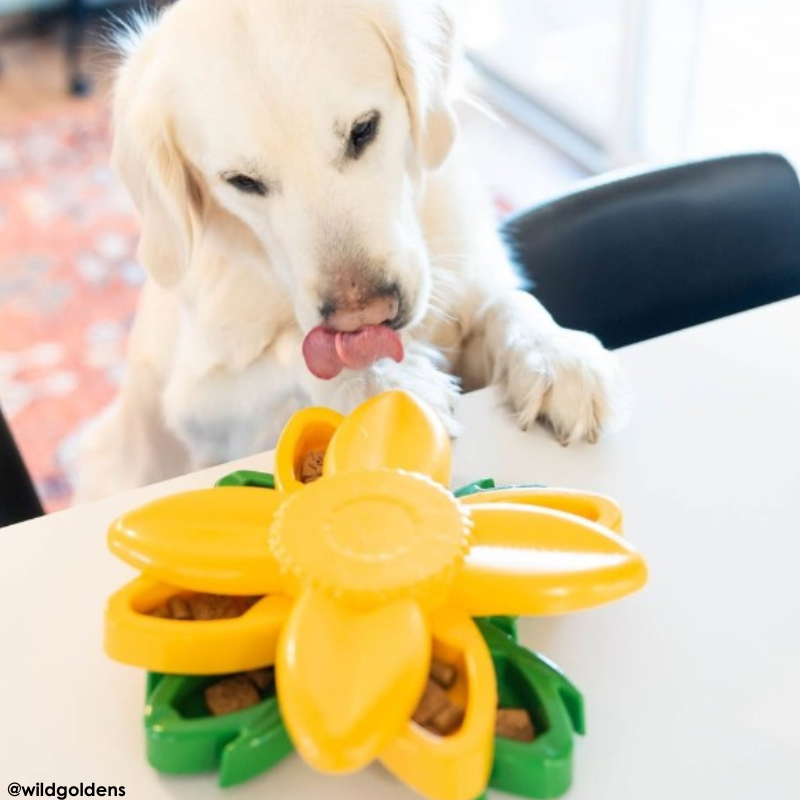ZippyPaws SmartyPaws Puzzler Sunflower Dog Toy