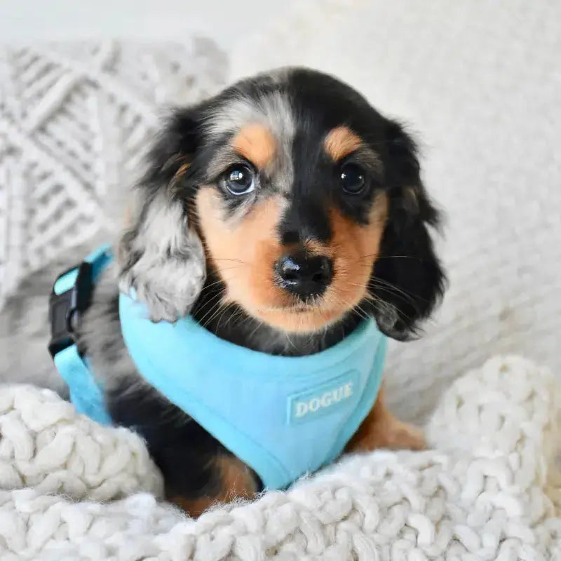 DOGUE Bold Dog Harness - DOGUE