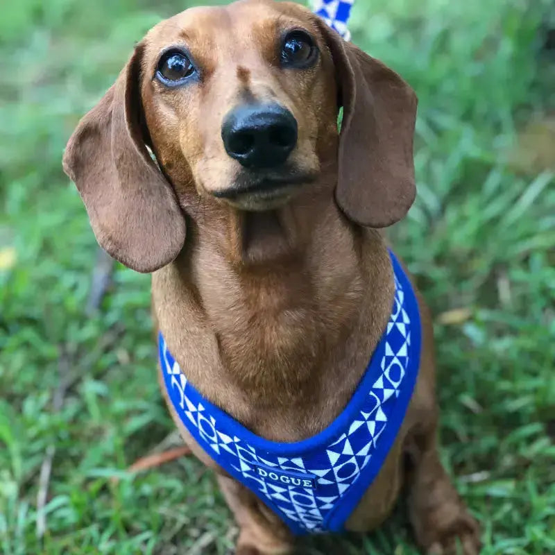 DOGUE Geometric Dog Harness - DOGUE