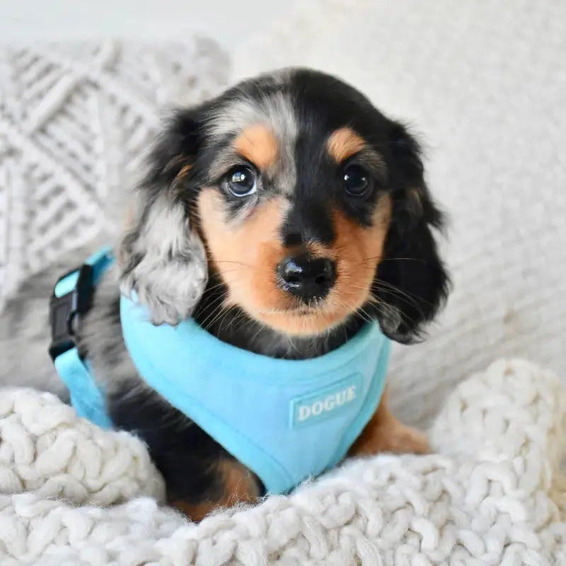 Colourful 2024 dog harness