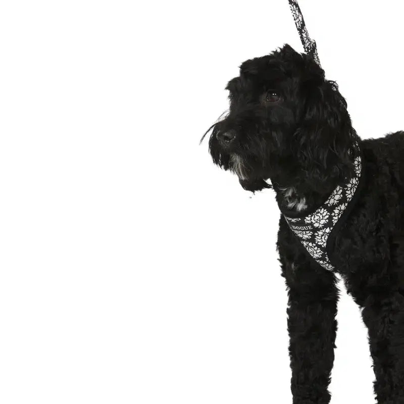 Buy black dog shop online