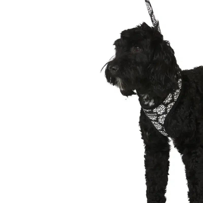 DOGUE Fleur Dog Lead | Buy Online at DOGUE Australia