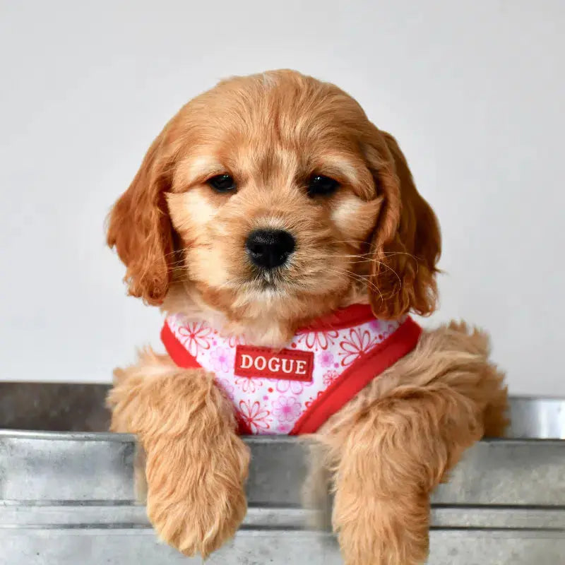 DOGUE Floral Dog Harness | Buy Online at DOGUE
