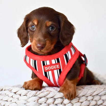 DOGUE Stripe Dog Harness | Buy Online at DOGUE Australia
