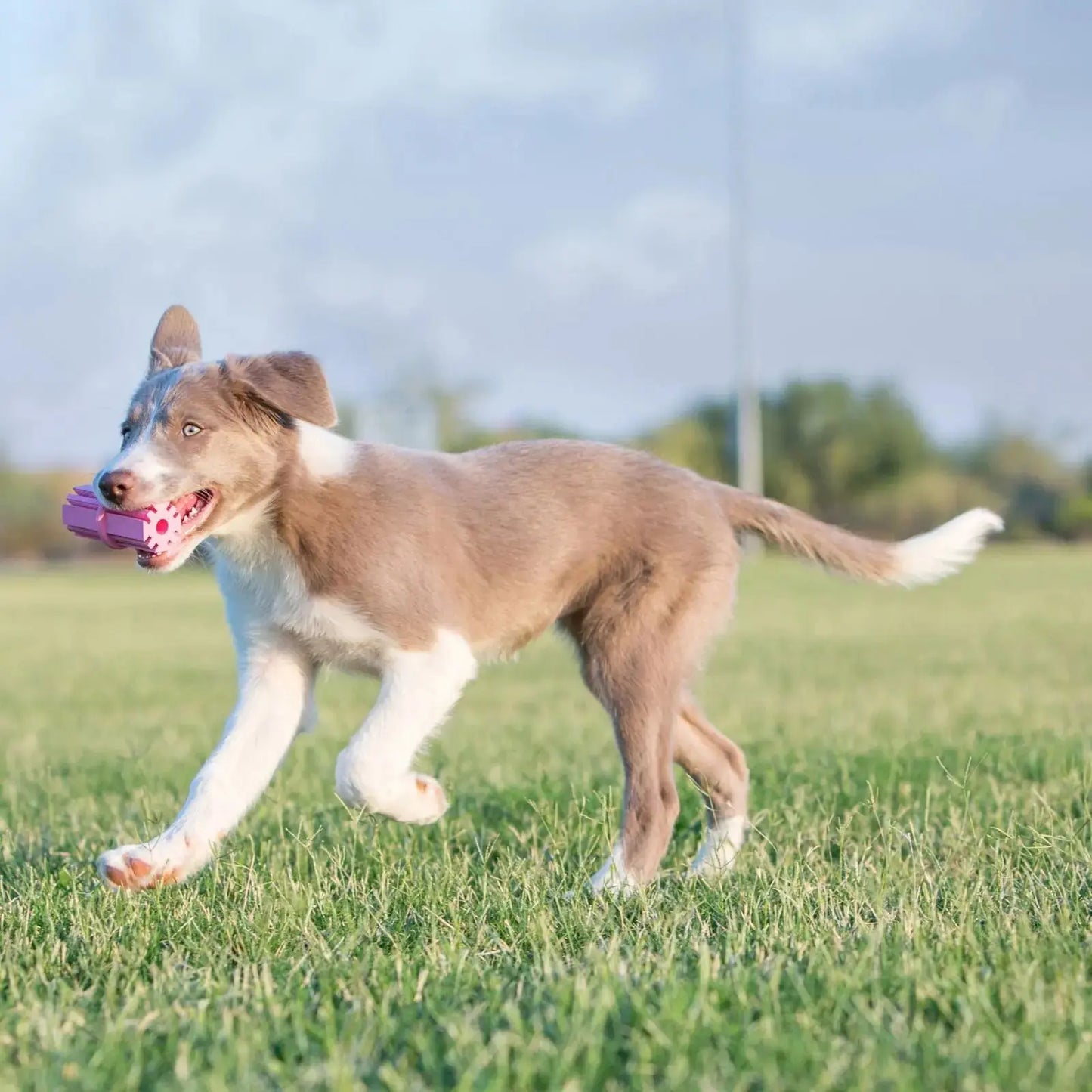 KONG Puppy Teething Stick Chew Toy - DOGUE