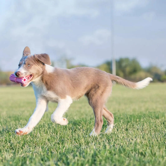 KONG Puppy Teething Stick Chew Toy - DOGUE
