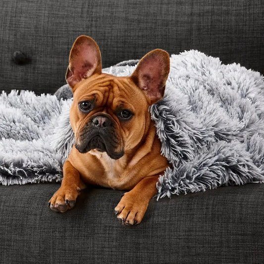 Snooza | Calming Cuddler Blanket | Silver Fox | Buy Online at DOGUE Australia